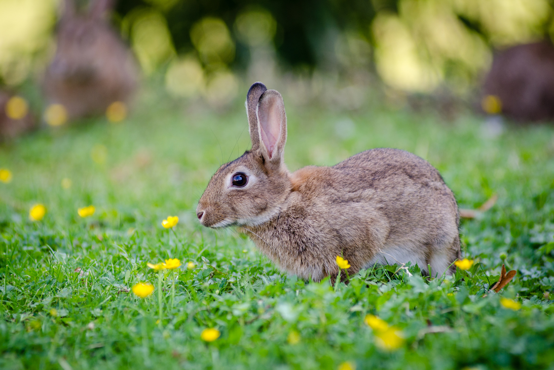 🐰💛 Thank You for Hopping Along with Harmony Hare!