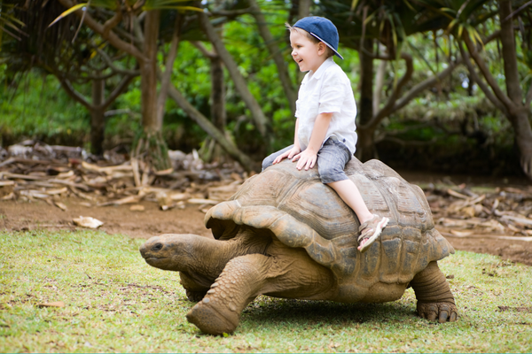 What if we parented like turtles?